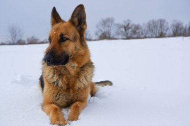 German Shepherd dog lying in the snow against the sky. Dog performs the commands of the owner.