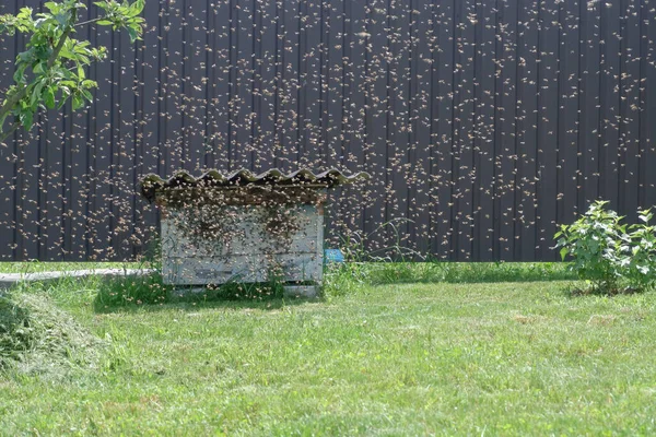 Bee Swarm Flew Old Abandoned Hive Flock Bees Flying Beehive — Stock Photo, Image