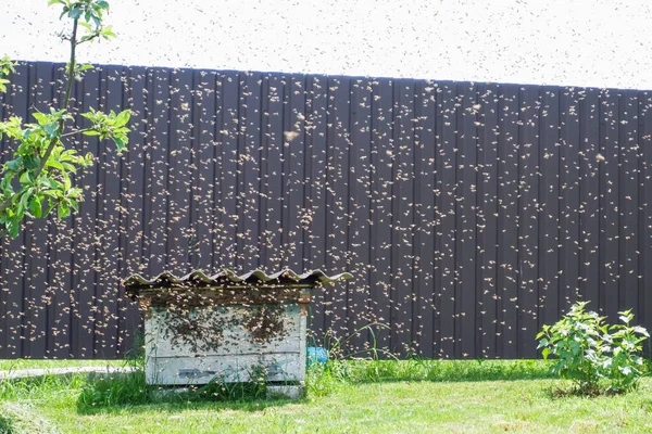 A bee swarm flew into an old abandoned hive. flock of bees flying near the beehive. A swarm of flies