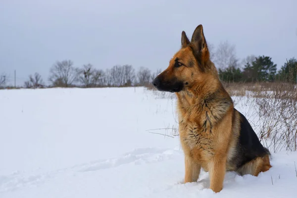 German young Shepherd dog performs the commands of the owner. German shepherd dog sitting on the snow