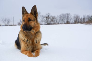 German Shepherd dog lying in the snow against the sky. Dog performs the commands of the owner.