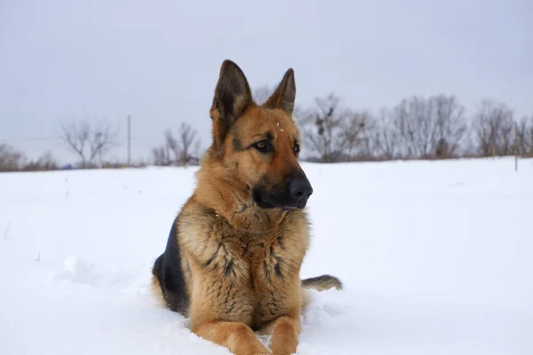 German Shepherd Dog Lying Snow Sky Dog Performs Commands Owner — ストック写真