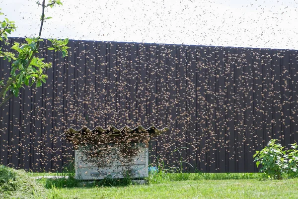 Large Swarm Bees Flies Old Abandoned Hive Migration Bees Wild — Stockfoto