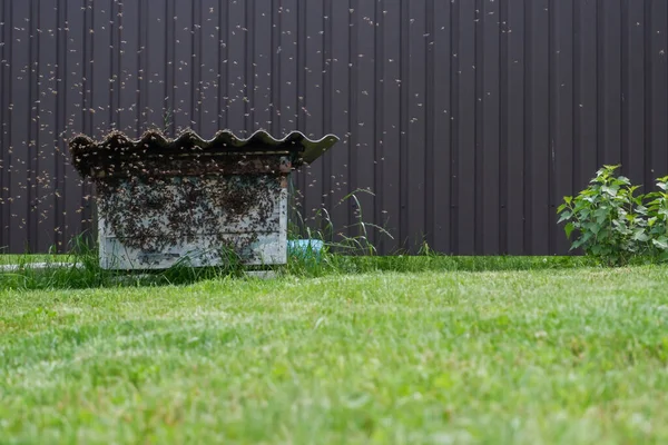 Large Swarm Bees Flies Old Abandoned Hive Migration Bees Wild — Stockfoto