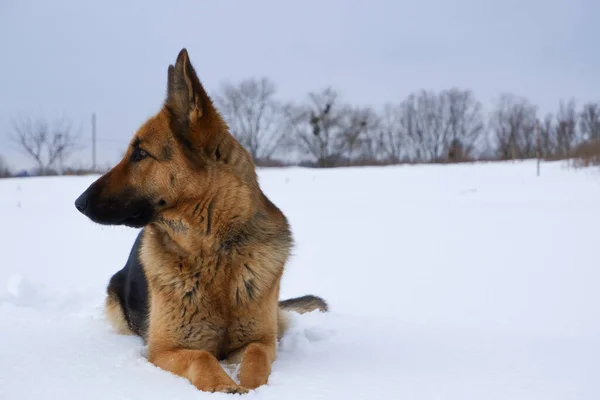 Немецкая Овчарка Лежит Снегу Фоне Неба Собака Выполняет Команды Хозяина — стоковое фото
