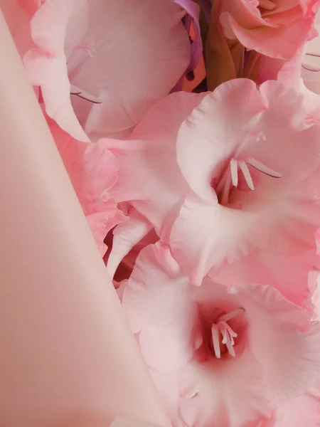 Beautiful pink Gladiolus flowers background. Pattern of gladioli, holiday greeting card. Flat lay, Invitation greeting card