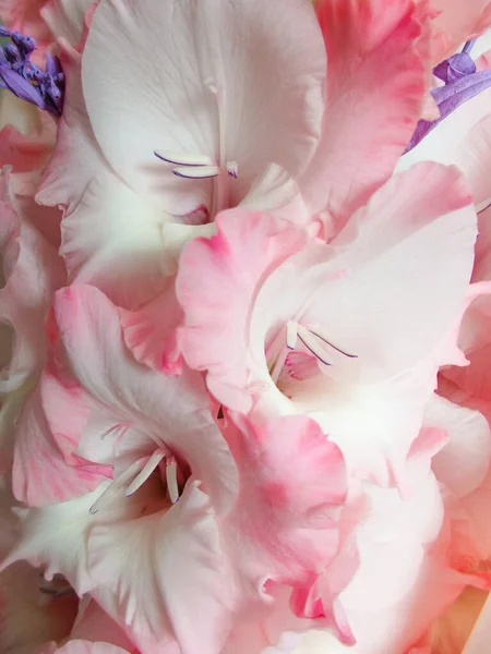 Beautiful pink Gladiolus flowers on a pink background. Close-up. Background of pastel pink Gladiolus flowers, macro, vertical composition