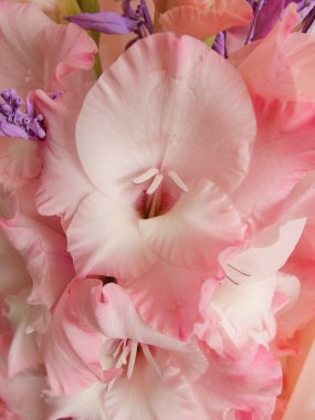 Beautiful pink Gladiolus flowers on a pink background. Close-up. Background of pastel pink Gladiolus flowers, macro, vertical composition
