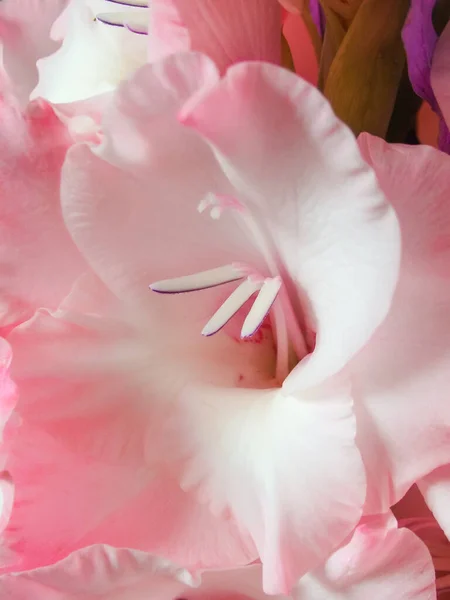 Gladiolus Macro Close Beautiful Pink Gladiolus Flower Minimal Floral Concept — Stockfoto