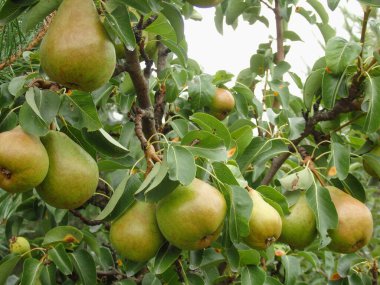 Pears on tree in fruit garden. Fresh organic pears on tree branch. A bunch of pears in the tree