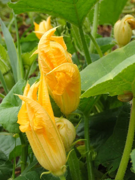Detailed close up of yellow squash or pumpkin flowers. Yellow squash flower and leaves.