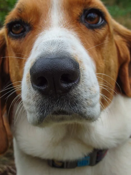 A close up of a beagle face. Dog nose of Estonian Hound. Close up picture of dog\'s nose