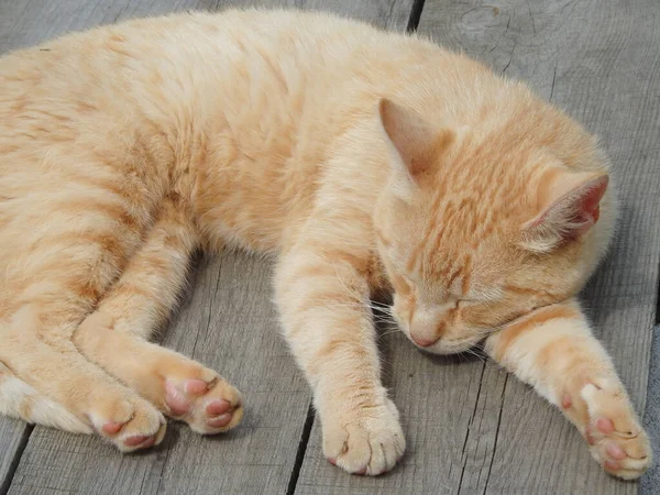 Ginger street cat sleeps on a wooden bench in the sun. street red cat basking in the sun. Red cat relaxed and bored in the garden in a summer day.