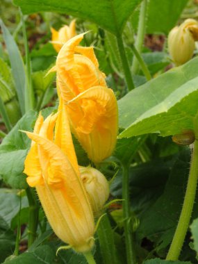 Detailed close up of yellow squash or pumpkin flowers. Yellow squash flower and leaves.
