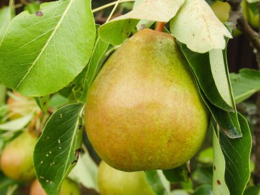 Pears on tree in fruit garden. Fresh organic pears on tree branch. A bunch of pears in the tree