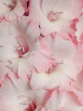 Beautiful pink Gladiolus flowers on a pink background. Close-up. Background of pastel pink Gladiolus flowers, macro, vertical composition