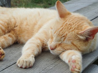 Ginger street cat sleeps on a wooden bench in the sun. street red cat basking in the sun. Red cat relaxed and bored in the garden in a summer day.