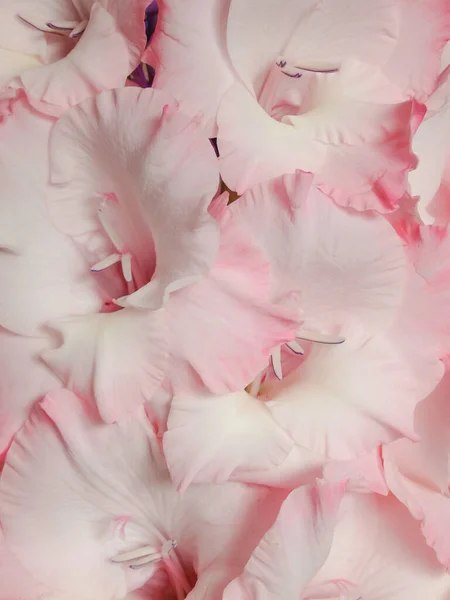 Beautiful pink Gladiolus flowers on a pink background. Close-up. Background of pastel pink Gladiolus flowers, macro, vertical composition