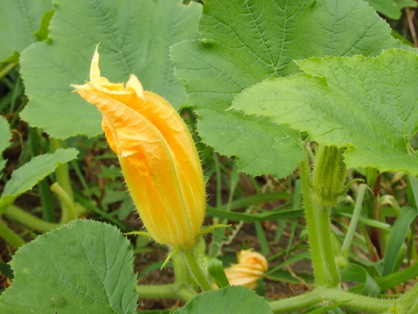 Detailed close up of yellow squash or pumpkin flowers. Yellow squash flower and leaves.