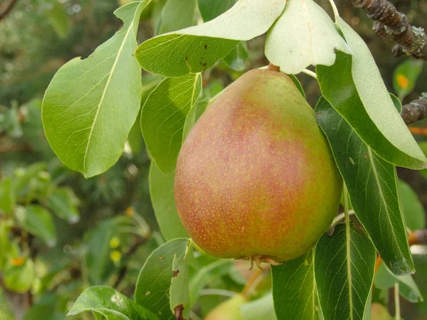 Pears on tree in fruit garden. Fresh organic pears on tree branch. A bunch of pears in the tree