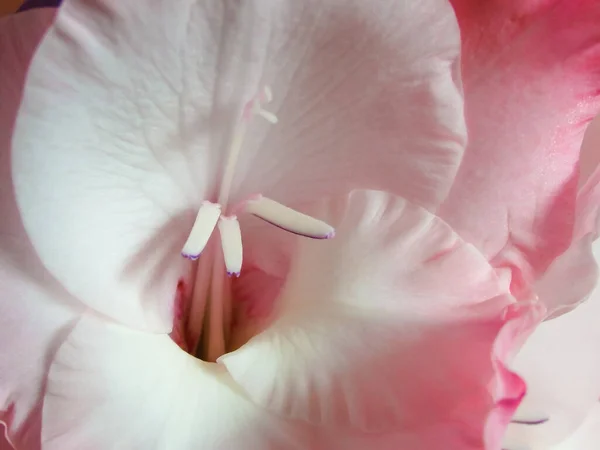 Gladiolus Macro Close Beautiful Pink Gladiolus Flower Minimal Floral Concept — Stockfoto