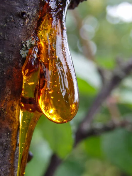 Amber yellow resin drop. Resin on the tree in orchard. Orange natural resin on a tree