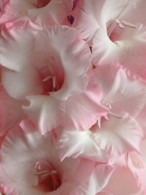 Beautiful pink Gladiolus flowers on a pink background. Close-up. Background of pastel pink Gladiolus flowers, macro, vertical composition
