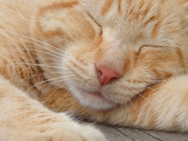 Ginger street cat sleeps on a wooden bench in the sun. street red cat basking in the sun. Red cat relaxed and bored in the garden in a summer day.