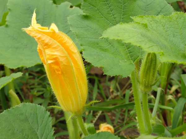 Detailed close up of yellow squash or pumpkin flowers. Yellow squash flower and leaves.