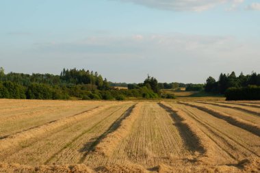 Wheat farm field at harvest. Rural landscape. Golden harvest of wheat in evening. Straw field