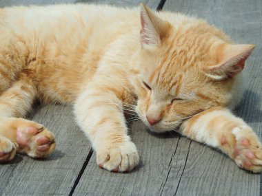 Ginger street cat sleeps on a wooden bench in the sun. street red cat basking in the sun. Red cat relaxed and bored in the garden in a summer day.