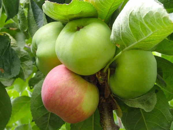 Apple tree branch with apples on a blurred background during ripening. Green Ripe Apples in Orchard, Apple Trees