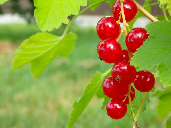 Macro Shot Ripening Red Currant Berries High Quality Photo Ripe — Stock Photo, Image