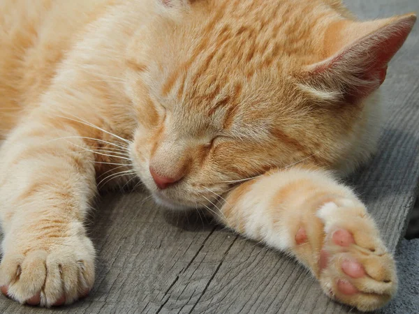 Ginger street cat sleeps on a wooden bench in the sun. street red cat basking in the sun. Red cat relaxed and bored in the garden in a summer day.