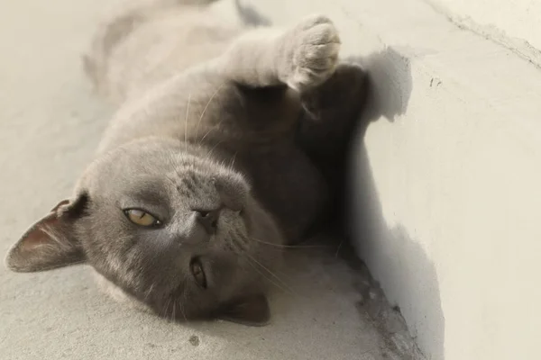 Gray British cat lying on his back. Grey british shorthair cat lying down looking away. Pet Close-up.