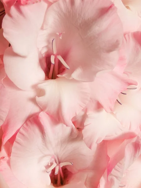 Beautiful pink Gladiolus flowers on a pink background. Close-up. Background of pastel pink Gladiolus flowers, macro, vertical composition