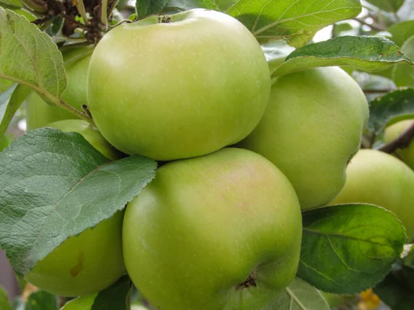 Close-Up Of Fruits Growing On Tree. Apples ripen on a columnar apple tree. Green apples ripen on the branches of a tree in the garden. eco product. fruit ripening.