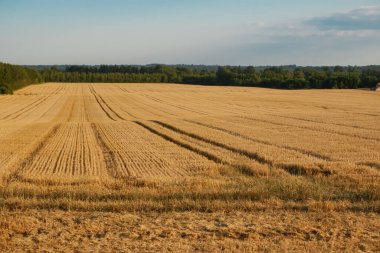 Wheat farm field at harvest. Rural landscape. Golden harvest of wheat in evening. Straw field
