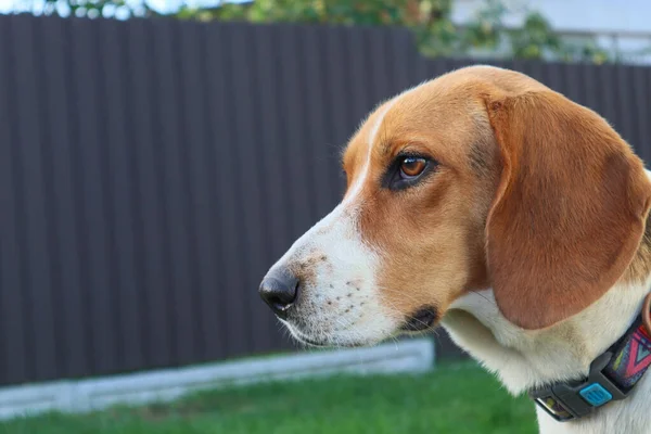 Young Beagle Lies Green Grass Cute Estonian Hound Dog Lies — Foto de Stock