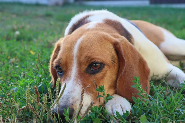 Young Beagle Lies Green Grass Cute Estonian Hound Dog Lies — Zdjęcie stockowe