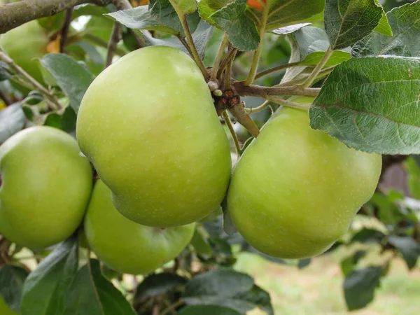 Close-Up Of Fruits Growing On Tree. Apples ripen on a columnar apple tree. Green apples ripen on the branches of a tree in the garden. eco product. fruit ripening.