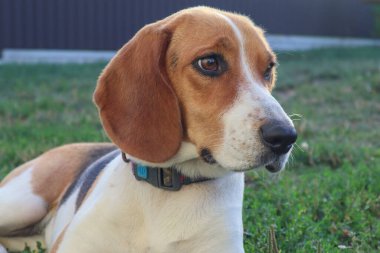A young beagle lies on the green grass. Cute Estonian hound dog lies on the green grass. Cute beagle dog lying on green grass