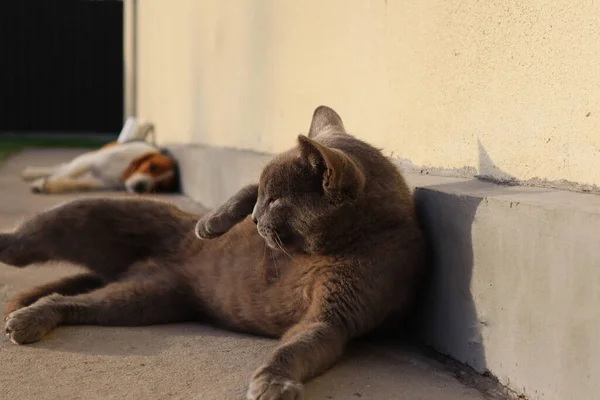 Gray British cat lying on his back. Grey british shorthair cat lying down looking away. Pet Close-up.