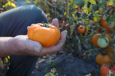 Close up of hands harvesting tomatoes in a greenhouse. Close-up of farmer holding tomatoes. farming, gardening, old age and people concept