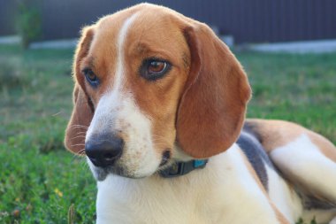 A young beagle lies on the green grass. Cute Estonian hound dog lies on the green grass. Cute beagle dog lying on green grass