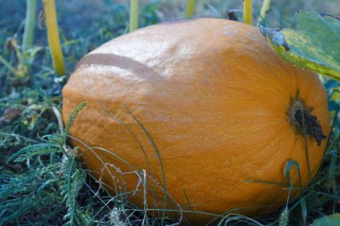 A yellow pumpkin grows in a garden in the open ground.Vegetable garden in the village. Big orange pumpkins