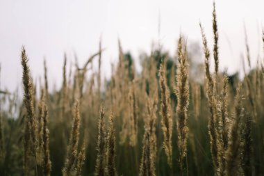 Yellow grass in the field on a Sunny summer day or morning, in light pastel colors. Abstract natural background. Beautiful pattern with neutral colors.