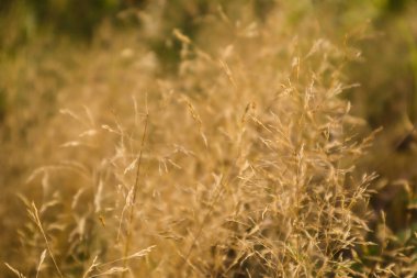 Yellow grass in the field on a Sunny summer day or morning, in light pastel colors. Abstract natural background. Beautiful pattern with neutral colors.