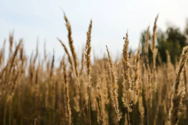 Yellow Grass Field Sunny Summer Day Morning Light Pastel Colors — Photo