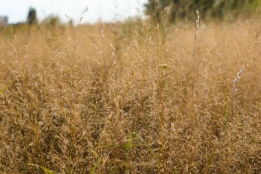 Yellow grass in the field on a Sunny summer day or morning, in light pastel colors. Abstract natural background. Beautiful pattern with neutral colors.